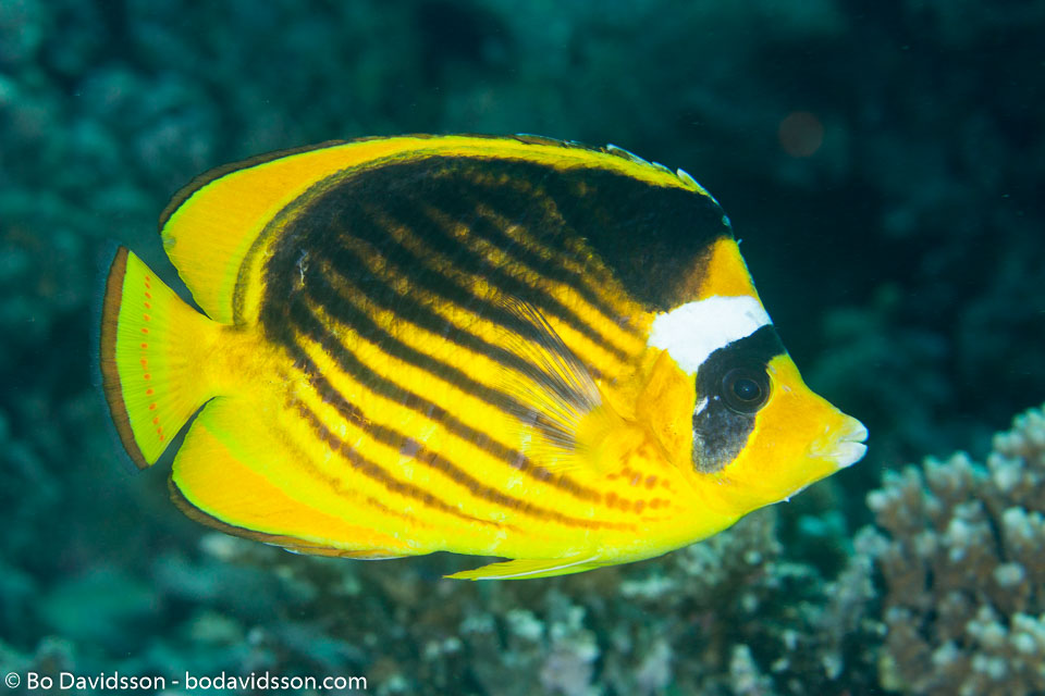 BD-121128-Aqaba-7592-Chaetodon-fasciatus.-Forsskål.-1775-[Diagonal-butterflyfish].jpg